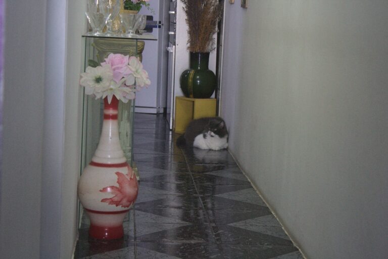 Foto de um corredor, em um lugar que aparenta ser uma residência. Há dois vasos com flores, uma mesa de vidro com copos e um gato cinza e branco deitado no final do corredor.